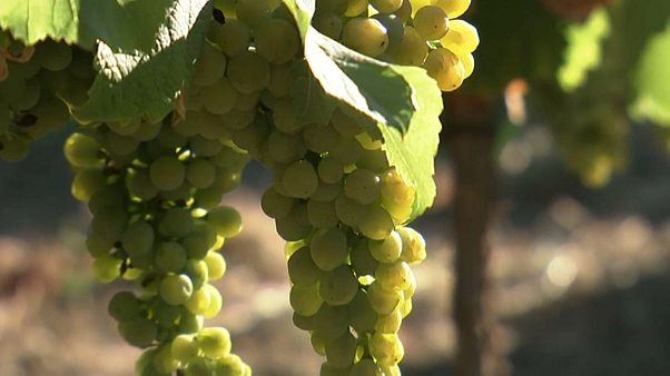 Rheinhessen: Weinlese so früh wie nie Rheinhessen: Weinlese so früh wie nie