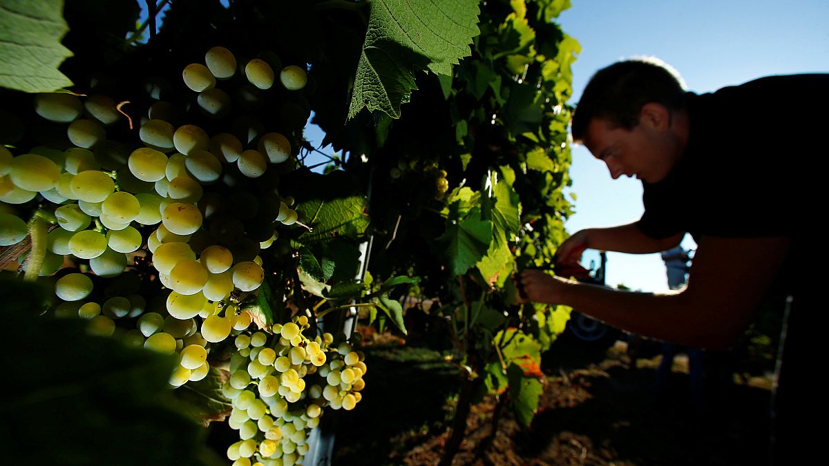 Germany's winemakers relish in heatwave