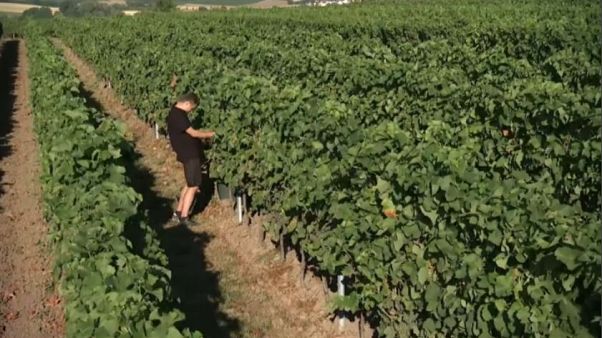 Troppo caldo, vendemmia anticipata in Germania Troppo caldo, vendemmia anticipata in Germania