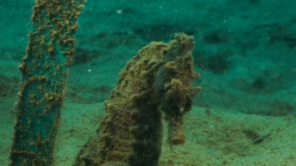 The secret herd of seahorses in Greece