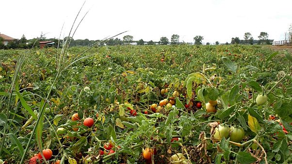 Puglia: colpire i caporali nel portafoglio Puglia: colpire i caporali nel portafoglio