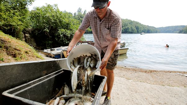 Miles de peces mueren debido al calor en Suiza y Alemania Miles de peces mueren debido al calor en Suiza y Alemania