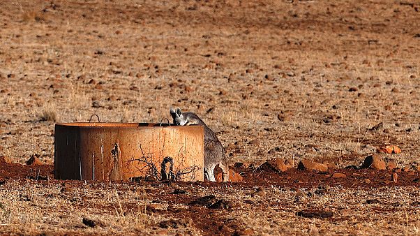 Os cangurus estão a competir com os animais domésticos pela água Os cangurus estão a competir com os animais domésticos pela água