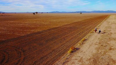 Ausgetrocknetes Feld in New South Wales