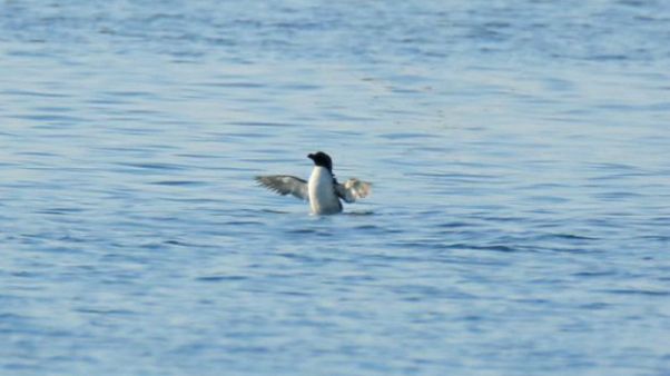 Wanderung verpasst: Pinguin verbringt Sommer in Südfrankreich Wanderung verpasst: Pinguin verbringt Sommer in Südfrankreich
