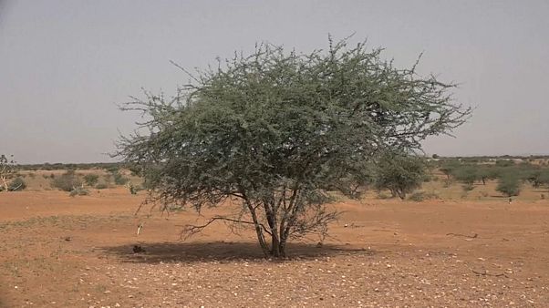 Gefährliches Mali: deutsche Soldaten auf UN-Friedensmission Gefährliches Mali: deutsche Soldaten auf UN-Friedensmission