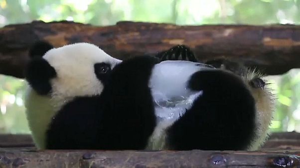 Dias de calor num zoo de Xangai Dias de calor num zoo de Xangai