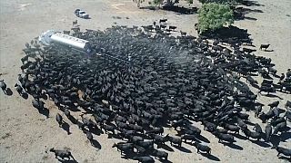 شاهد: شاحنات ملياردير تروي ظمأ الأبقار في أستراليا