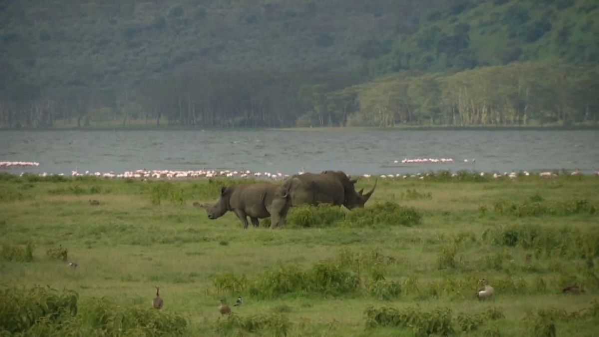 Mueren los 11 rinocerontes negros trasladados para su conservación