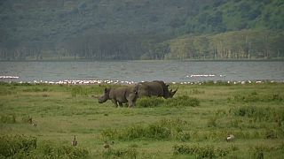 Mueren los 11 rinocerontes negros trasladados para su conservación