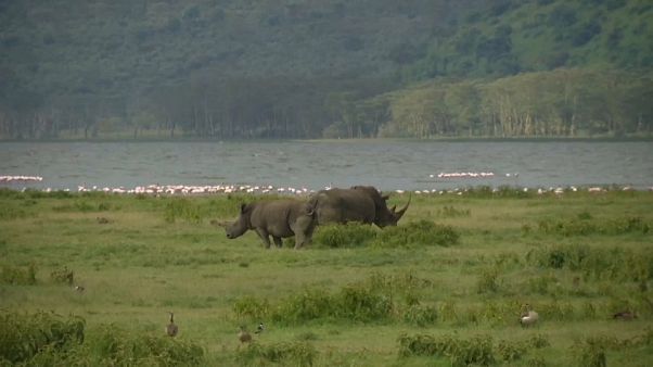 Mueren los 11 rinocerontes negros trasladados para su conservación Mueren los 11 rinocerontes negros trasladados para su conservación