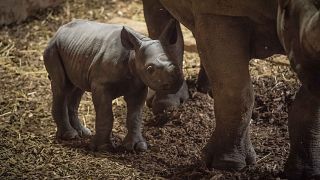 Детеныш черного носорога стоит рядом с матерью