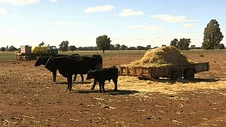 Eastern Australia hit by worst drought in living memory