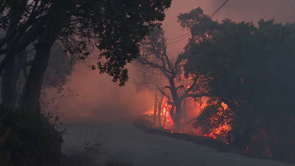 Portekiz ve İspanya’daki yangınlarda binlerce hektarlık yeşil alan kül oldu
