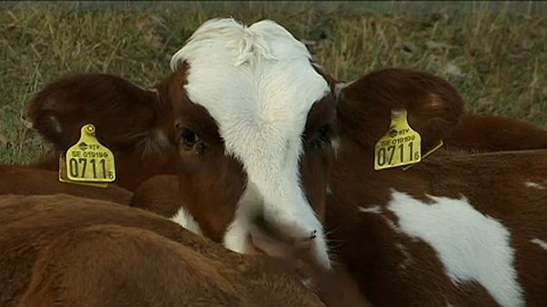 Megtörte a svéd bio-szemléletet az aszály Megtörte a svéd bio-szemléletet az aszály