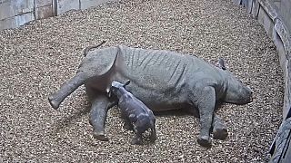 Naissance d'un bébé rhinocéros au zoo de Chester, Angleterre.