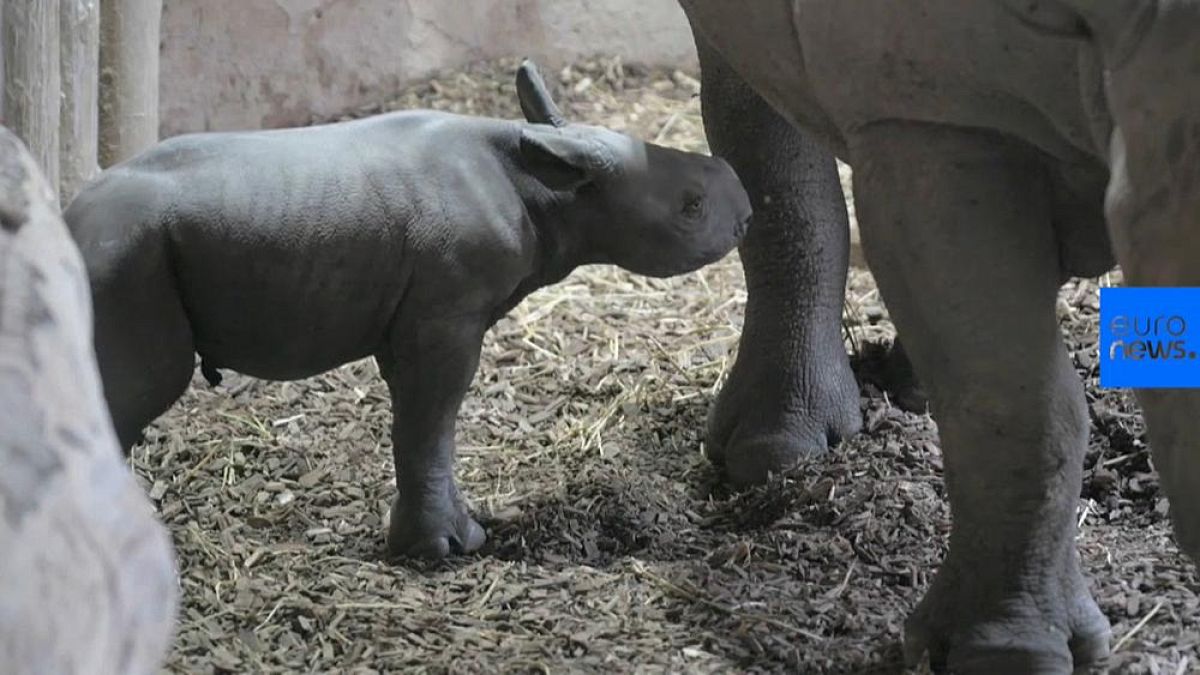 شاهد: رضيع وحيد القرن يخطو خطواته الأولى 