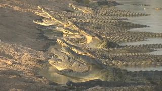 Elszaporodtak a krokodilok egy ciszjordániai parkban
