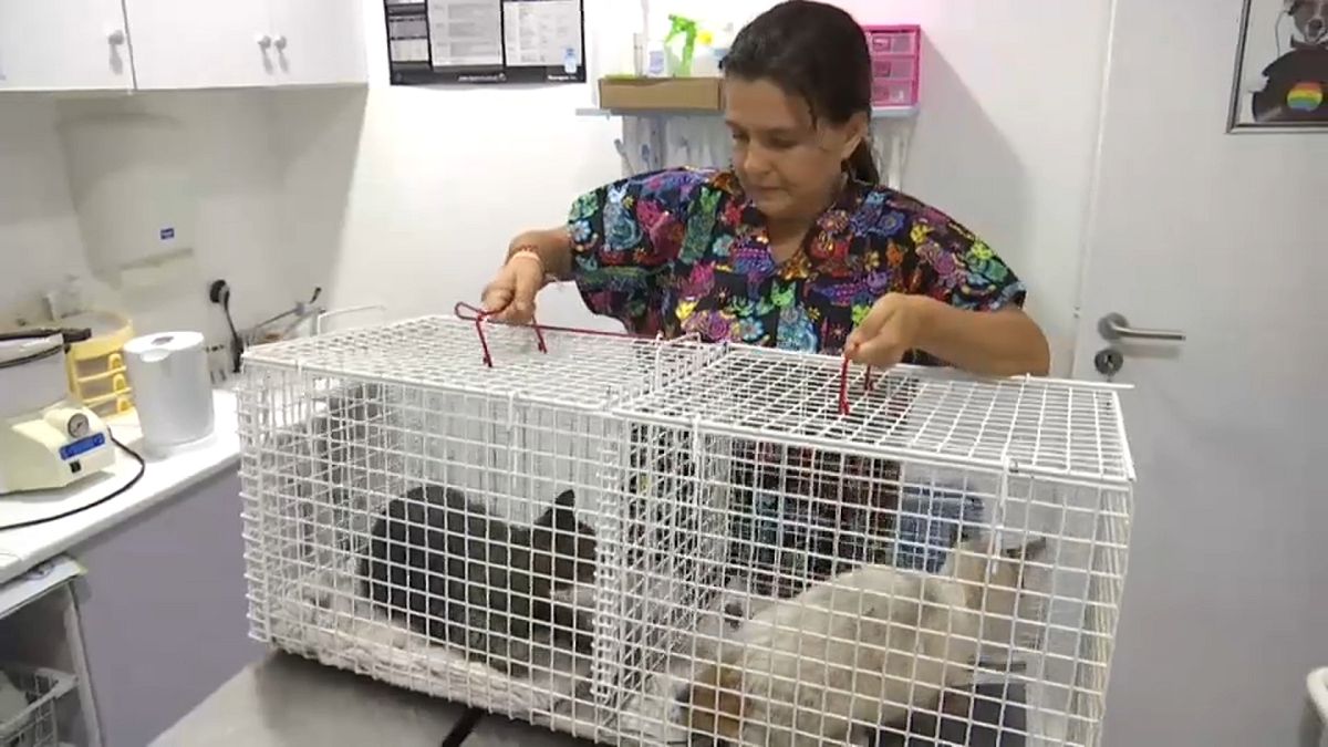 Veterinários resgatam animais afetados pelo incêndio no Algarve