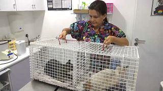 Veterinários resgatam animais afetados pelo incêndio no Algarve