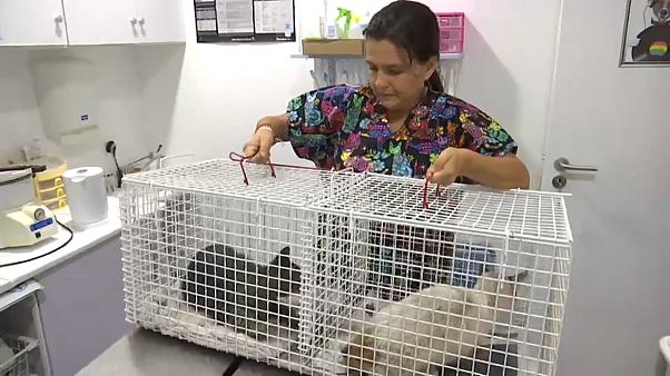 Veterinários resgatam animais afetados pelo incêndio no Algarve Veterinários resgatam animais afetados pelo incêndio no Algarve