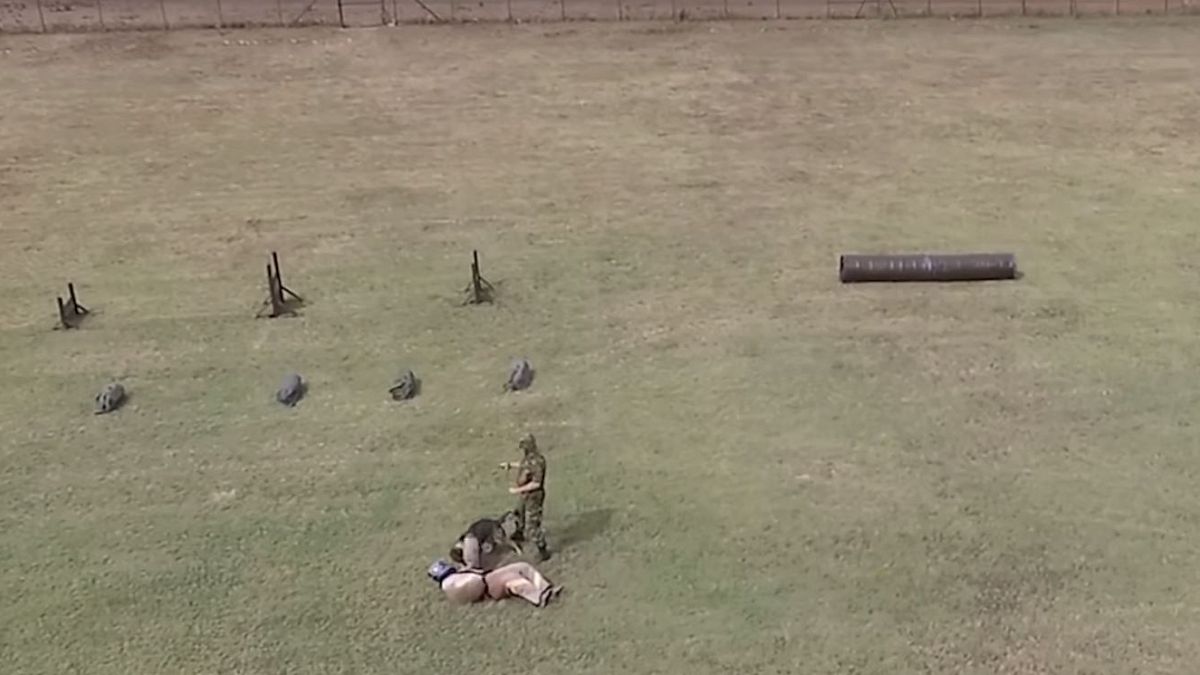 Άσκηση του ΓΕΣ με στρατιωτικά σκυλιά (vid)