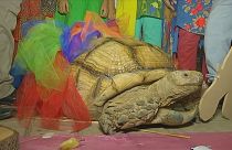 Schildkröte bekommt Geburtstagsbesuch