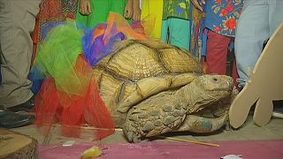 Schildkröte bekommt Geburtstagsbesuch