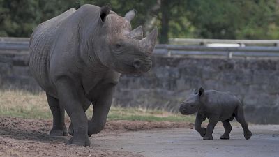 شاهد: طفل وحيد القرن المهدد بالانقراض في حديقة حيوان تشيستر