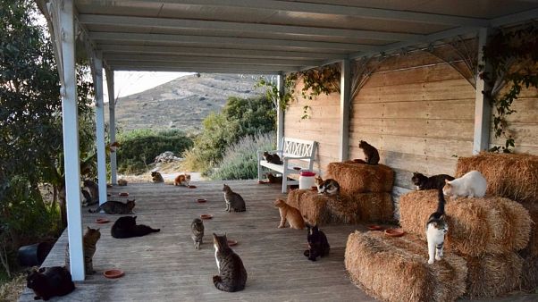 Πιάσε δουλειά στη Σύρο φροντίζοντας 55 γάτες! Πιάσε δουλειά στη Σύρο φροντίζοντας 55 γάτες!