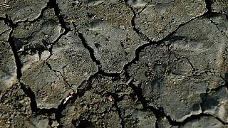 So verheerend ist Europas Rekord-Dürre