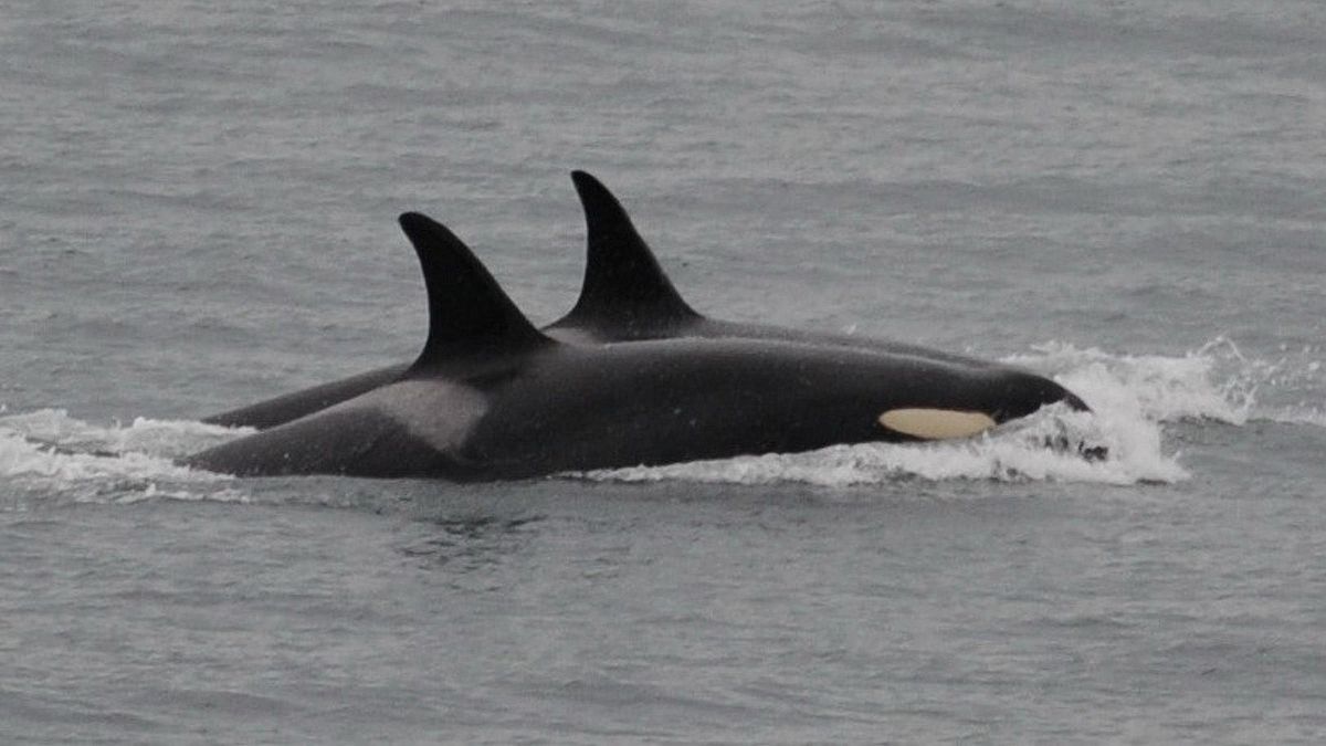 Grieving mother whale abandons body of her dead calf after a heartbreaking weeks-long journey