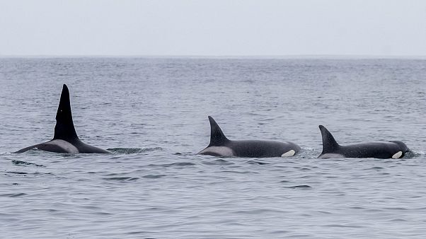 Orca Orca