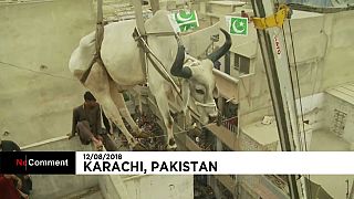 قربانی کردن ۷ گاو به مناسبت عید قربان در پاکستان