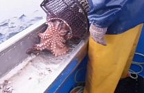 la pesca del polipo in Galizia