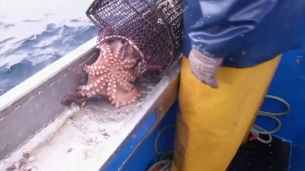 Осьминоги становятся деликатесом Осьминоги становятся деликатесом
