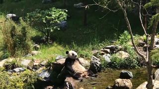 شاهد : الباندا تواجه حرارة الصيف بالاستجمام في الماء المنعش