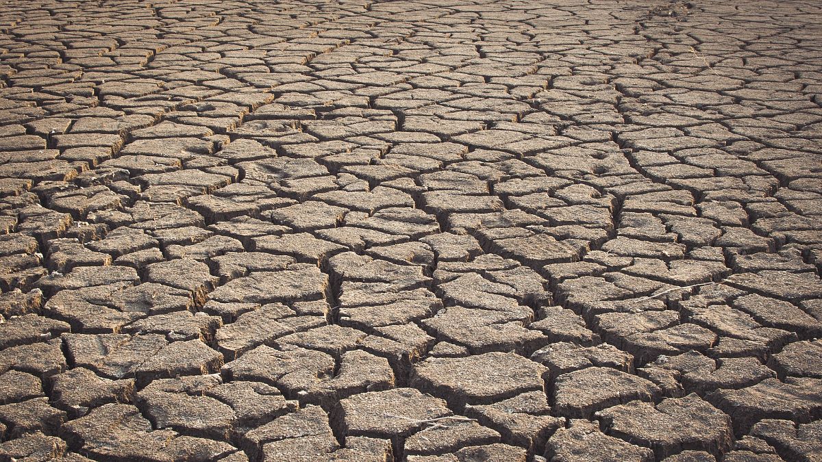 Засуха и катастрофически низкий урожай: что принесла Европе летняя жара?