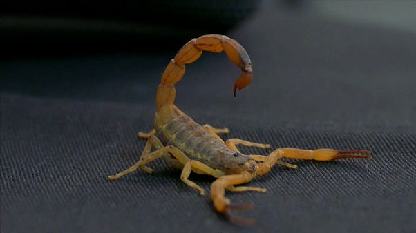 Picadas mortais de escorpião duplicam no Brasil Picadas mortais de escorpião duplicam no Brasil