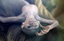 Watch: Endangered baby gibbon introduced to Prague zoo