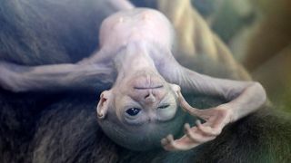 Watch: Endangered baby gibbon introduced to Prague zoo