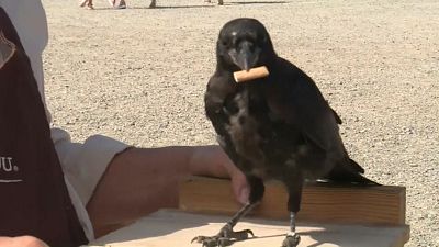 Watch: Crows trained to collect cigarette butts in French theme park