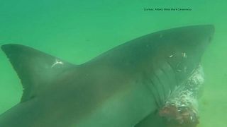 Watch: Great white shark's dramatic hunt for seal off of US coast