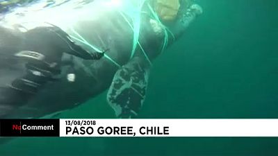 Rescatada una ballena atrapada en redes de pesca