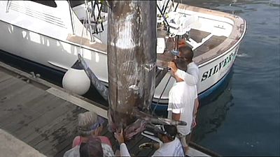 Espadarte-azul de 366 quilos pescado ao largo da Madeira 