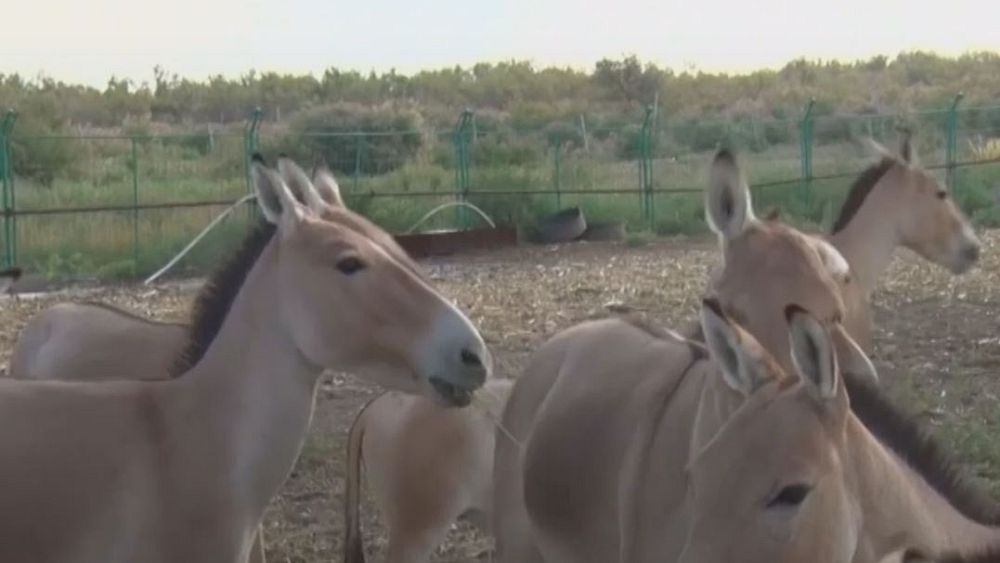 Watch: Endangered wild donkey's reappear in northwest China