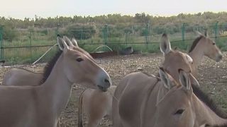 Watch: Endangered wild donkeys reappear in northwest China