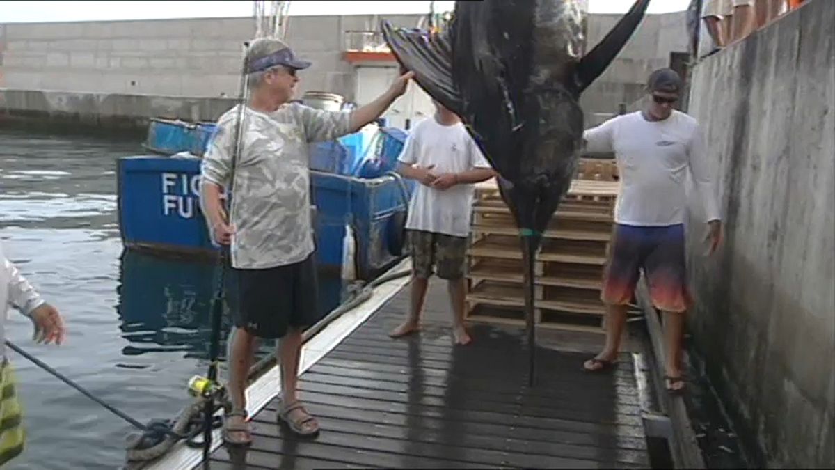 Rekord-Fang: 366 Kilo-Marlin vor Madeira