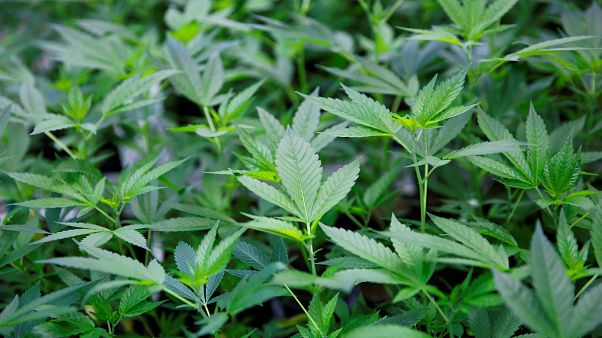 Óriási befektetés kannabisz alapú termékek gyártásába Óriási befektetés kannabisz alapú termékek gyártásába