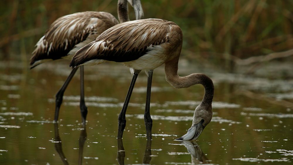Watch: Abnormal Spanish weather causes flamingo births to soar